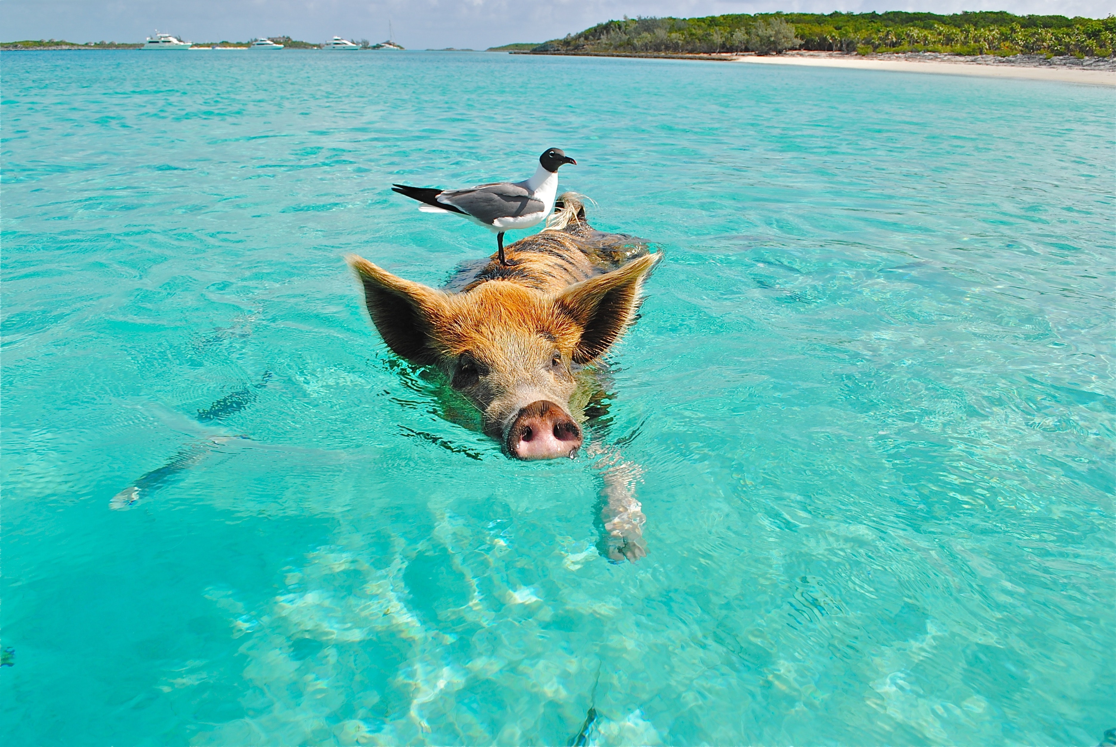Прикольные картинки на море. Остров Эксума Багамы. Свиньи на Багамских островах. Остров Пиг Бич Багамы. Багамские хрюшки свиной остров.